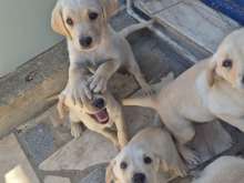 Labradores puros