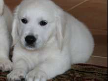 Cachorros golden retriever com microchip.